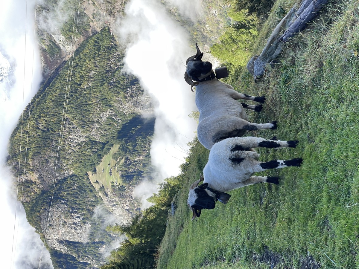 Grächen